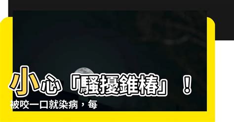 騷擾錐椿|錐蟲：結構特徵、生命週期、形式